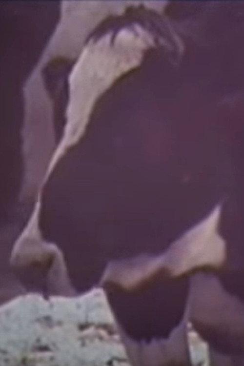 Cold Cows 1977 official movie poster