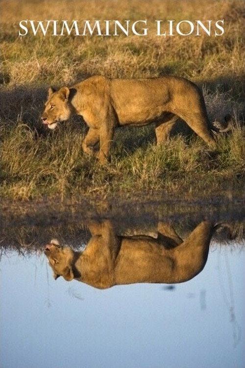 Swimming Lions 2003 official movie poster