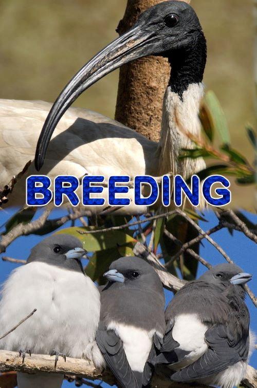 Breeding 2021 official movie poster