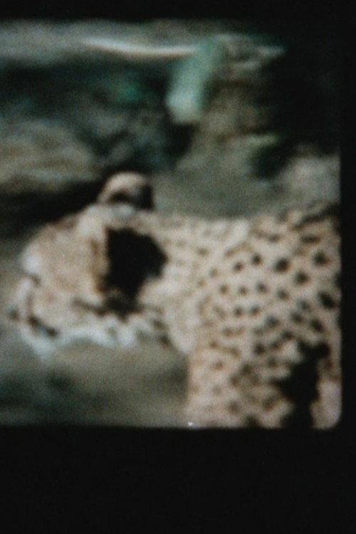 Cat's Cage 1974 official movie poster