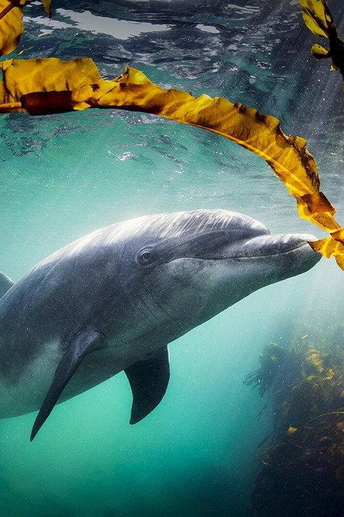 Why We Love Dolphins 2026 official movie poster