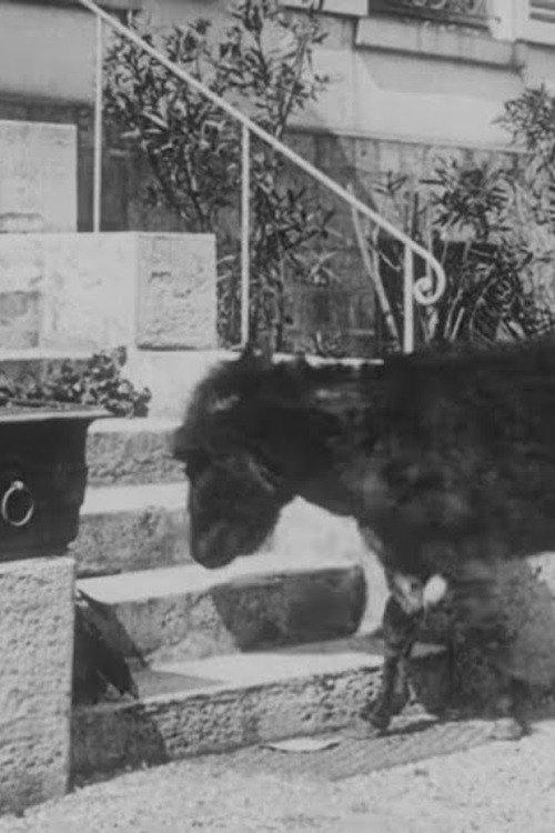 The Domestic Donkey 1912 official movie poster