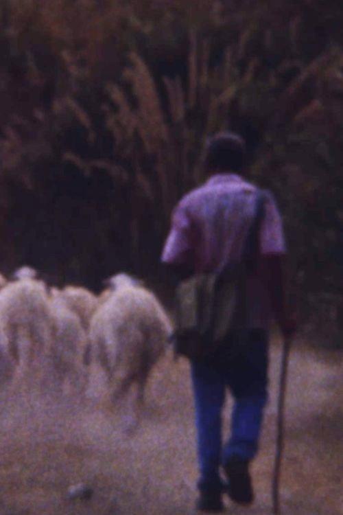 Sei personnagi in cerca di un rospo enorme  official movie poster