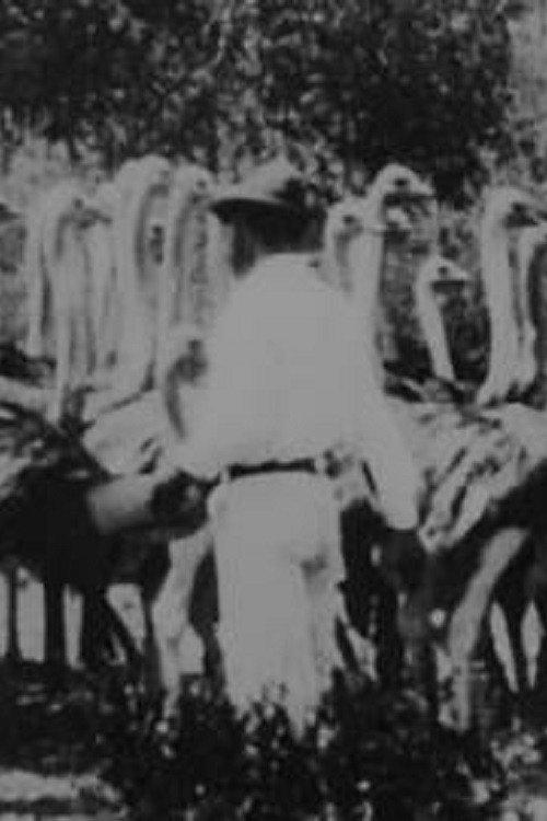 Scenes on Mr. Smit's Ostrich Farm 1900 official movie poster
