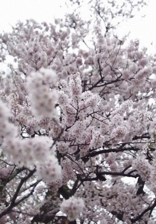 Cherry Blossom on My Palm 2018 official movie poster
