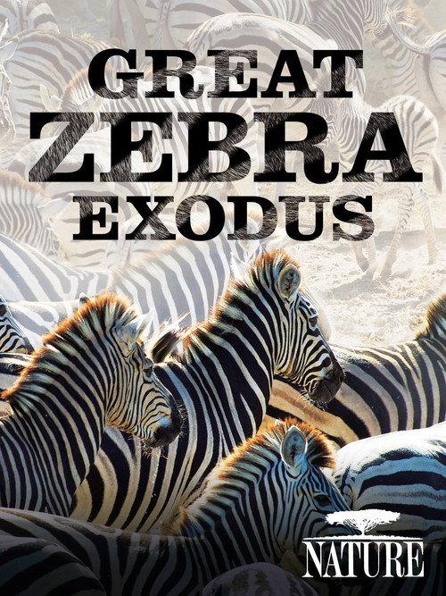 Nature: Great Zebra Exodus 2013 official movie poster