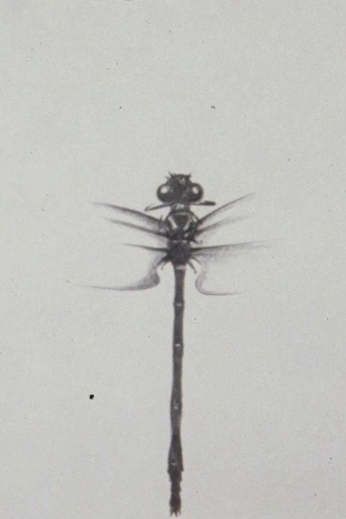 Dragonfly 1988 official movie poster