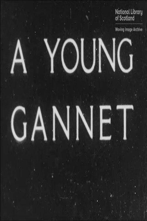 A Young Gannet 1932 official movie poster