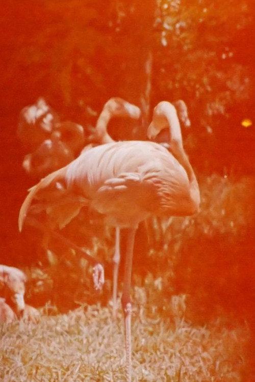 Sleeping Flamingo 2018 official movie poster