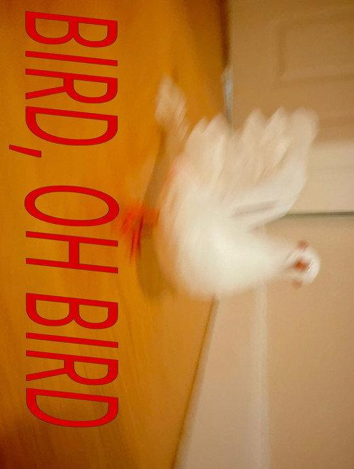 Bird, Oh Bird 2026 official movie poster