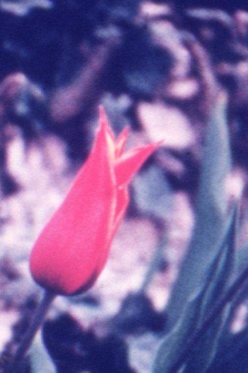 Spring Thing 1974 official movie poster