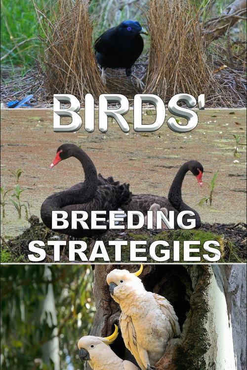 Birds' Breeding Strategies 2022 official movie poster