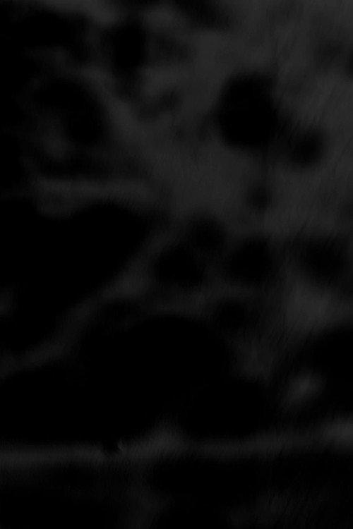 Black Trees 2026 official movie poster