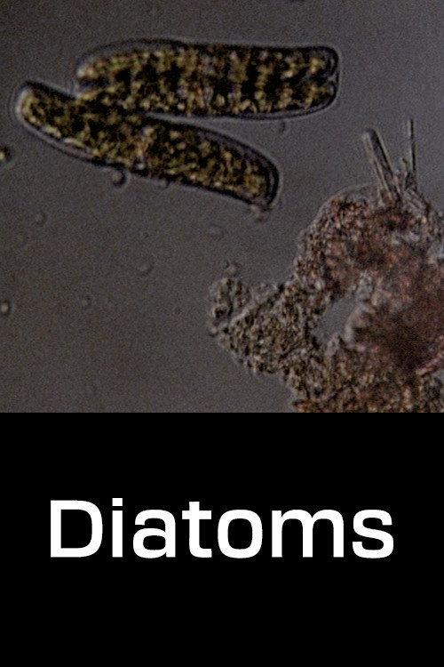 Diatoms 1968 official movie poster