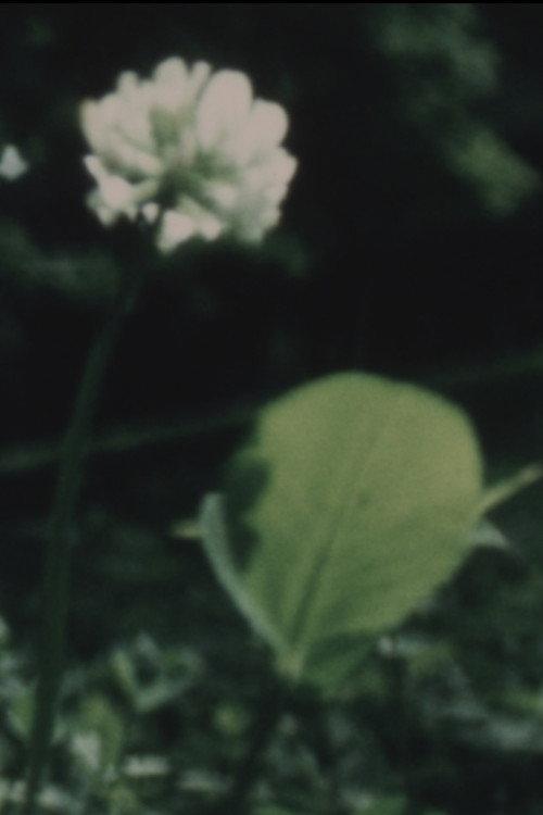 Wildflower 1982 official movie poster