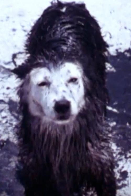 Harry the Dirty Dog 1987 official movie poster