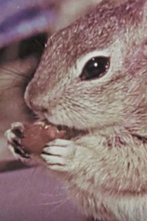 Squeak the Squirrel 1957 official movie poster