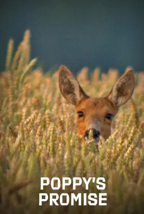 Poppy's Promise: Secret Life in a Cornfield 2010 official movie poster
