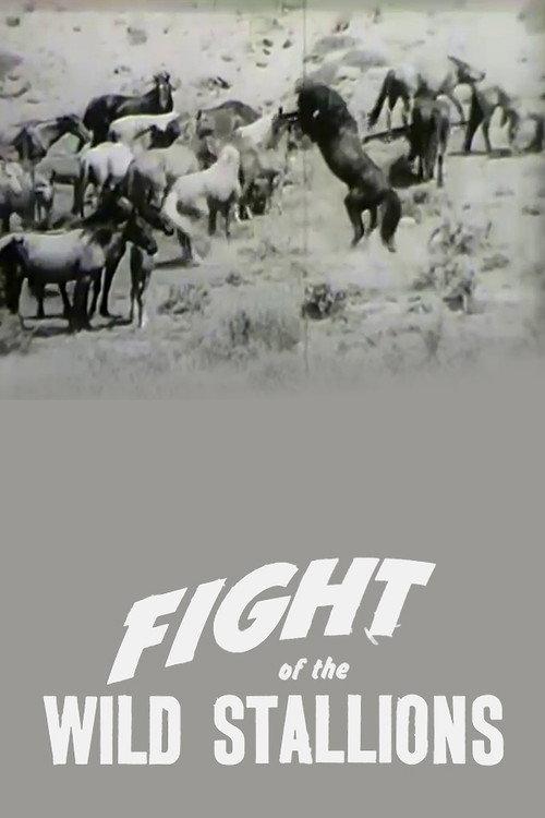 Fight of the Wild Stallions 1947 official movie poster