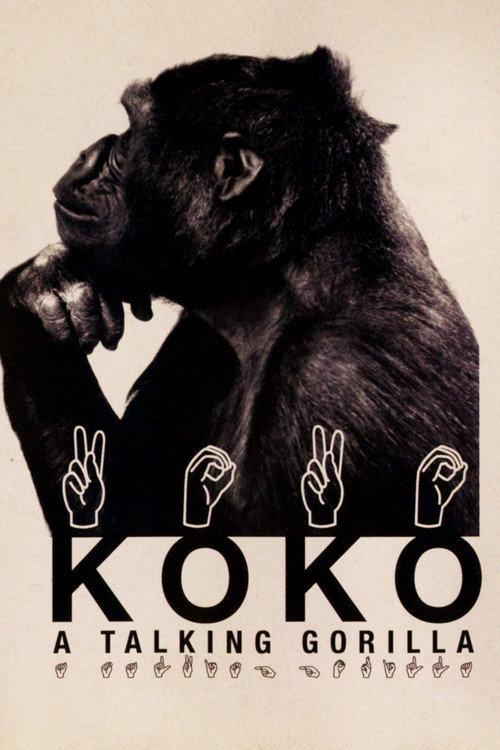 Koko: A Talking Gorilla 1978 official movie poster