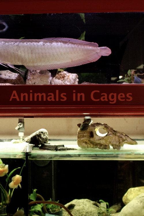 Animals In Cages  official movie poster