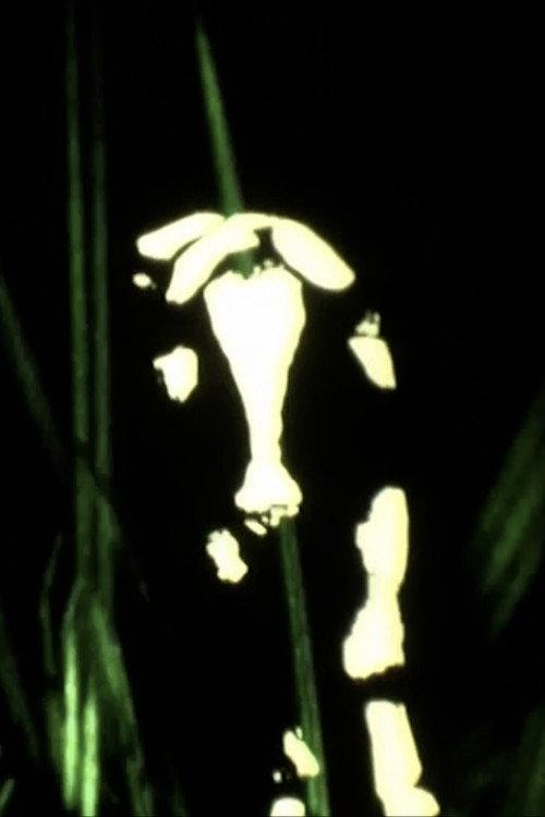 Vacas 1998 official movie poster