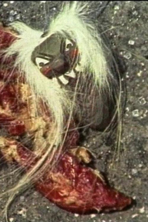 Beaten Meat Glamour 1996 official movie poster