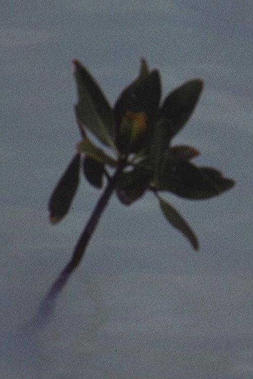 Mangrove Ring 1971 official movie poster