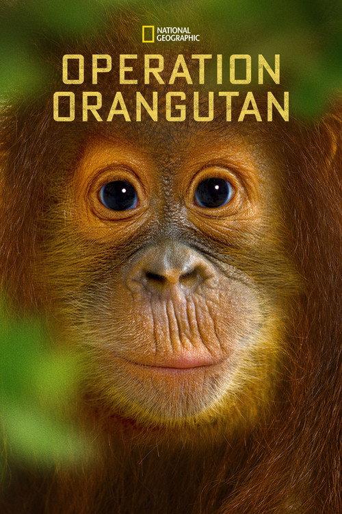 Operation Orangutan 2015 official movie poster