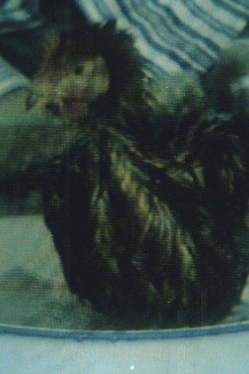 Hygiene No.3 1991 official movie poster