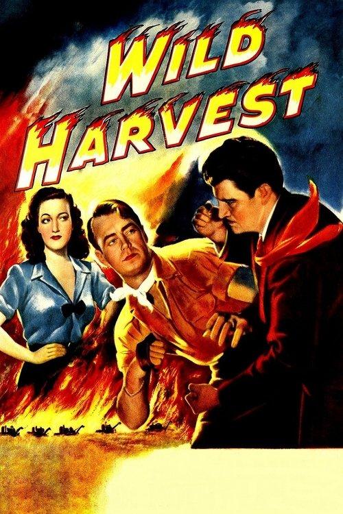 Wild Harvest 1947 official movie poster