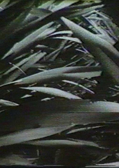 Sensation '77: Mimicry 1977 official movie poster