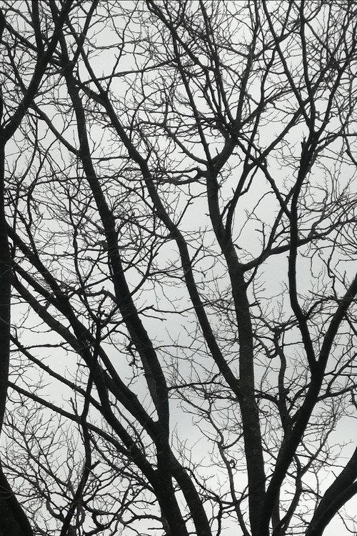Tree Limbs 2025 official movie poster
