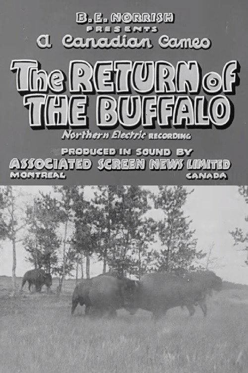 Return of the Buffalo 1938 official movie poster