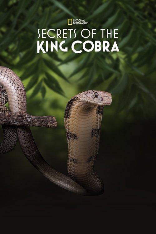 Secrets of the King Cobra 2010 official movie poster