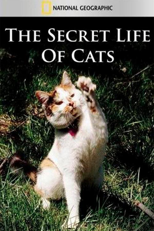 The Secret Life of Cats 1999 official movie poster