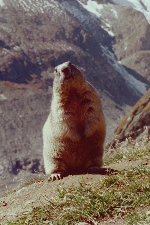 Marmot 1966 official movie poster