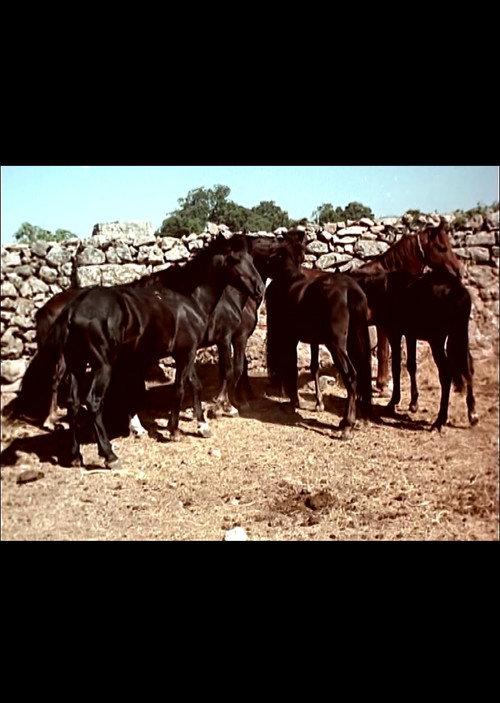 I cavallini della Giara 1956 official movie poster