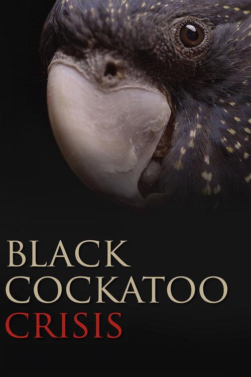 Black Cockatoo Crisis 2022 official movie poster