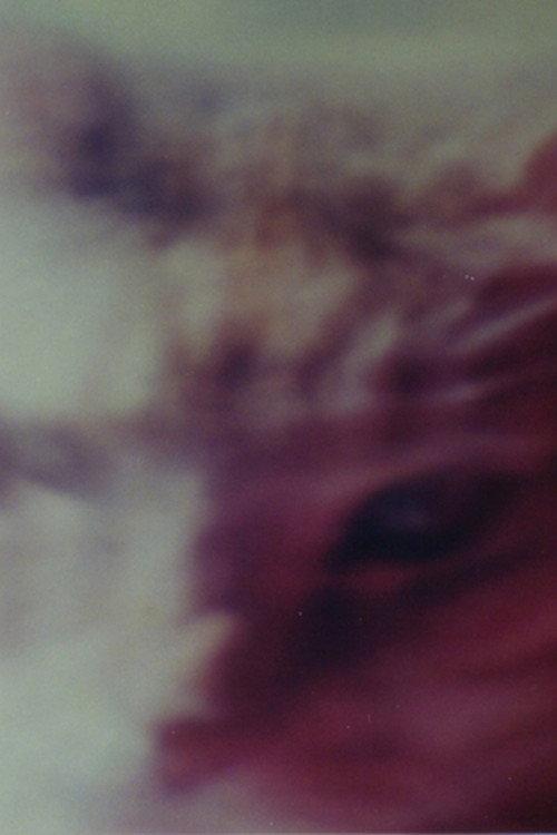Two Cats 1999 official movie poster