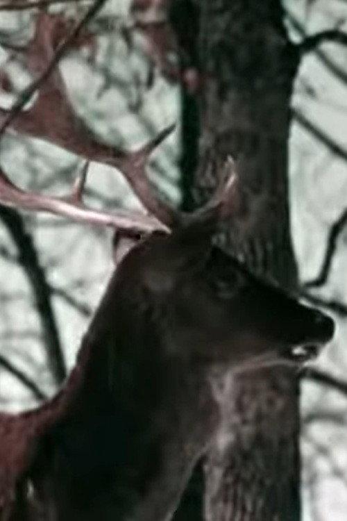 The Christmas Deer 1958 official movie poster