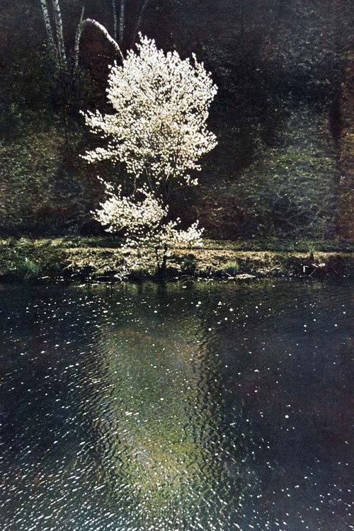 The Little Tree 1961 official movie poster