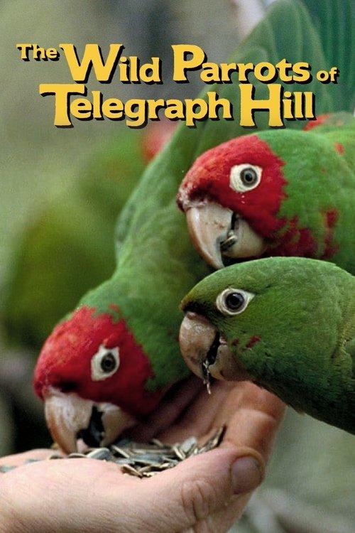 The Wild Parrots of Telegraph Hill 2003 official movie poster