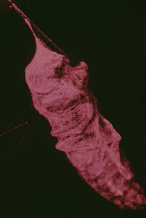 The Habits of Field Spiders 1913 official movie poster