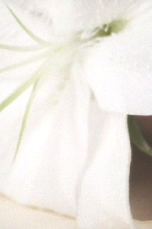 Lily in the Glass 2003 official movie poster