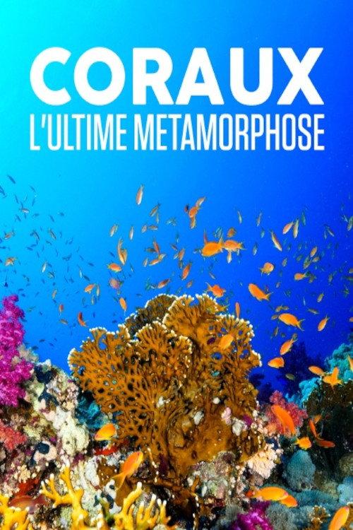 Corals, the ultimate metamorphosis 2019 official movie poster