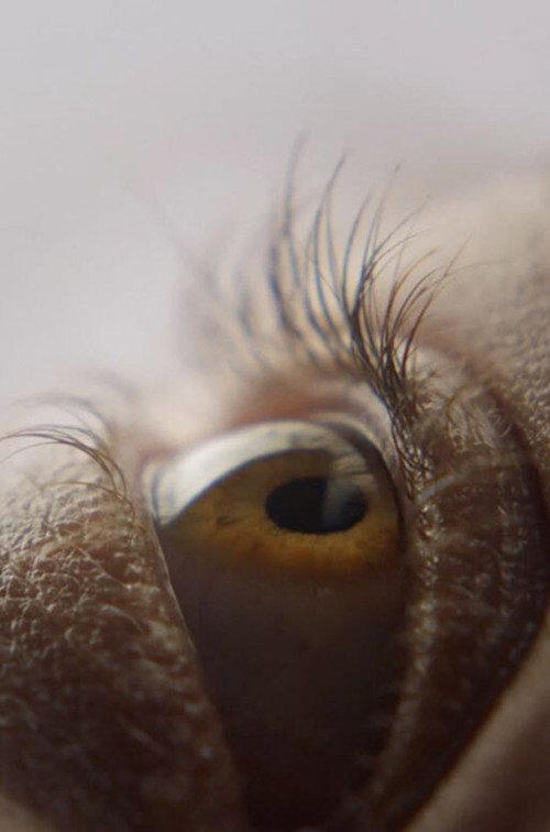 Eyelash 2019 official movie poster