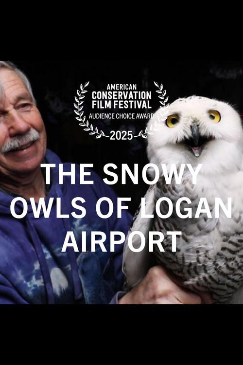 The Snowy Owls of Logan Airport 2024 official movie poster