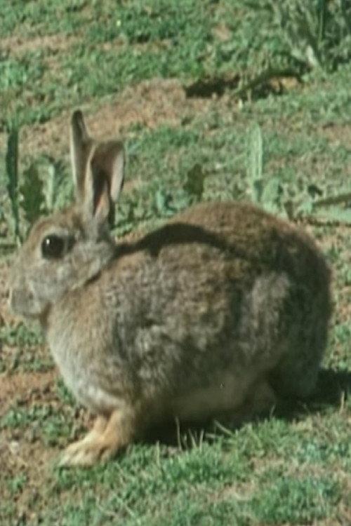 The Rabbit in Australia 1979 official movie poster