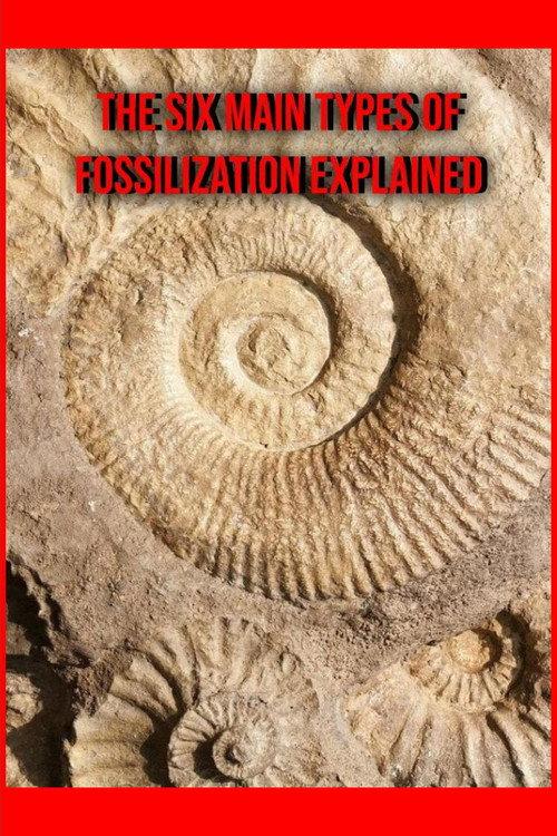 The Six Main Types of Fossilization Explained 2024 official movie poster